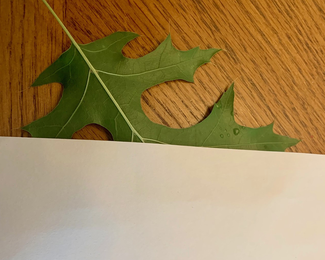 A piece of white paper partially covering a green leaf