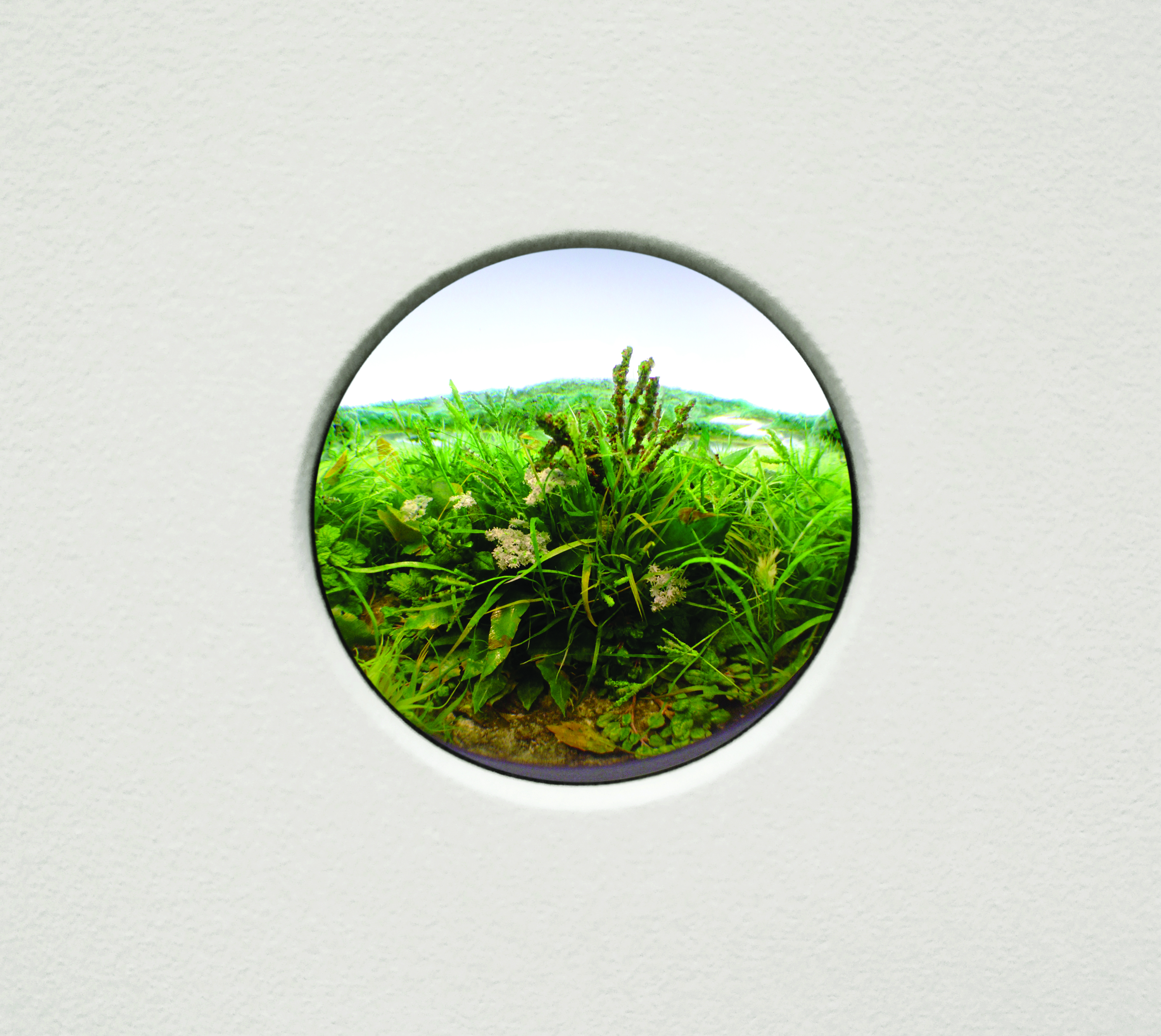Patrick Jacobs, Weed Study, 2017, Styrene, acrylic, cast neoprene, paper, polyurethane foam, ash, talc, starch, acrylic, vinyl film, wood, steel, lighting, BK7 glass. Diorama viewed through 2 3/4 inch window. Interior box; 14 3/4 x 11 1/4 x 9 1/4 inches.
