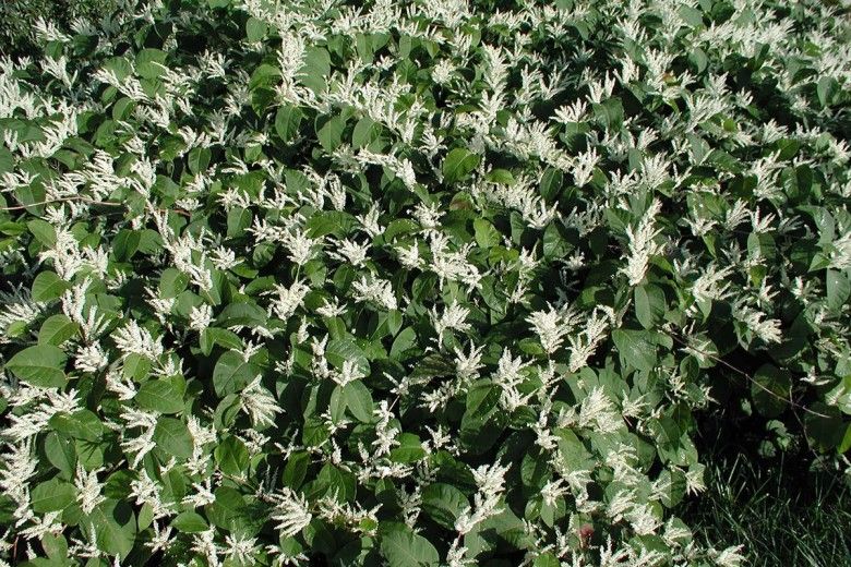 Dense thicket of flowering Japanese knotweed. Leslie J. Mehrhoff, University of Connecticut, Bugwood.org