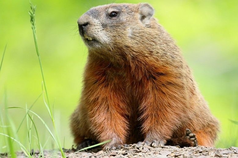 Groundhog in a grassy field. Photo by Cephas (CC BY-SA 4.0), via Wikimedia Commons