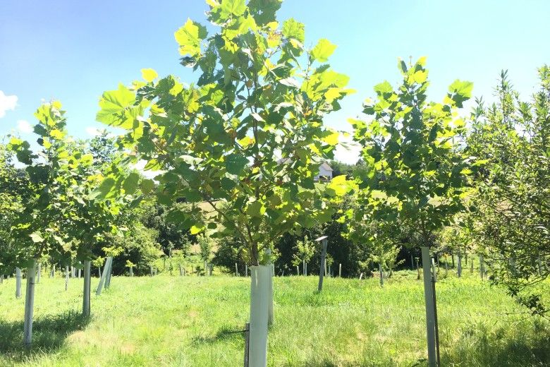 Image of trees planted by the Brandywine Conservancy in 2011