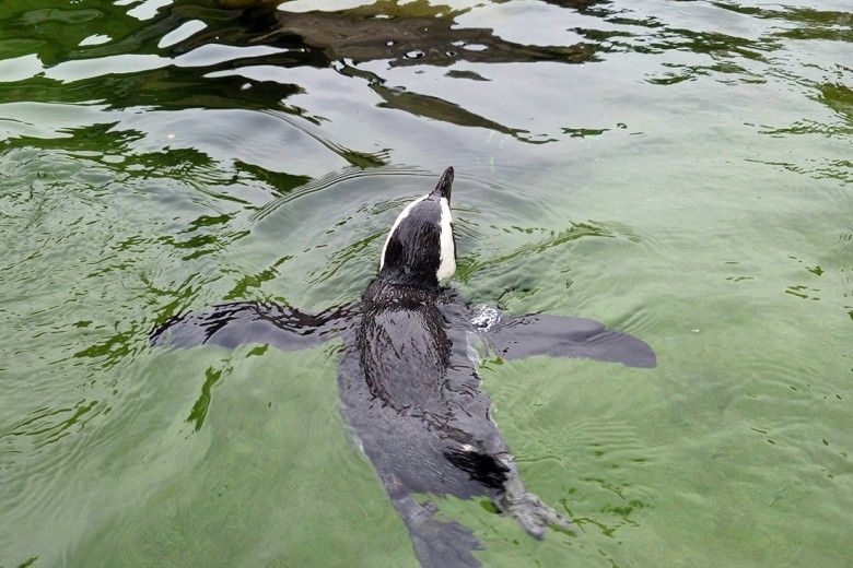 Penguin swimming at the Pittsburgh Aviary. Photo by Melissa Reckner