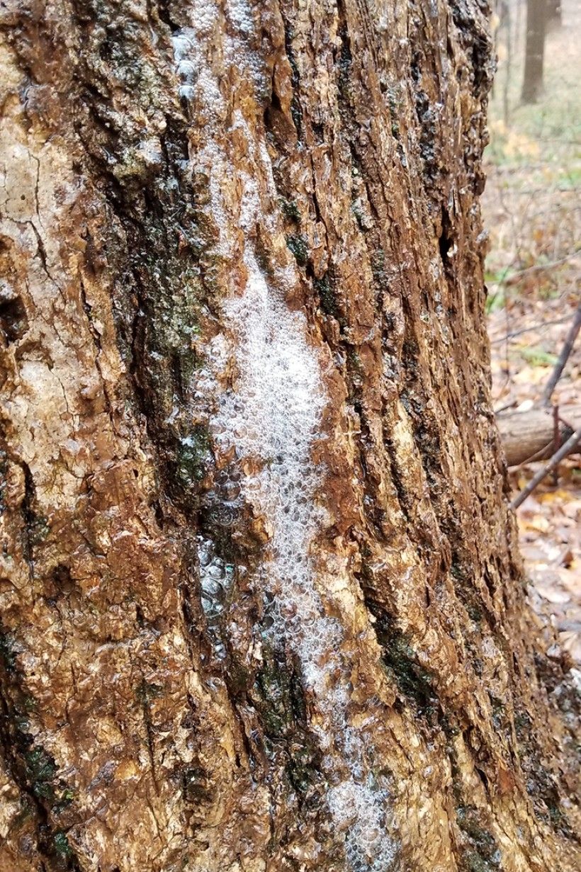 Close-up view of a tree trunk with "tree soap" on the bark