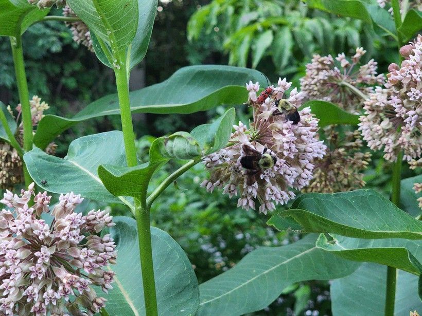 Pollinators on a milkweed plant. Photo by Melissa Reckner