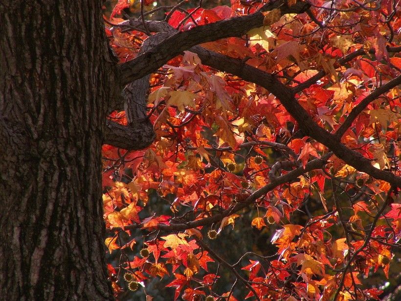 Autumn foliage of the Sweet Gum tree, Cbaile19, CC0, via Wikimedia Commons