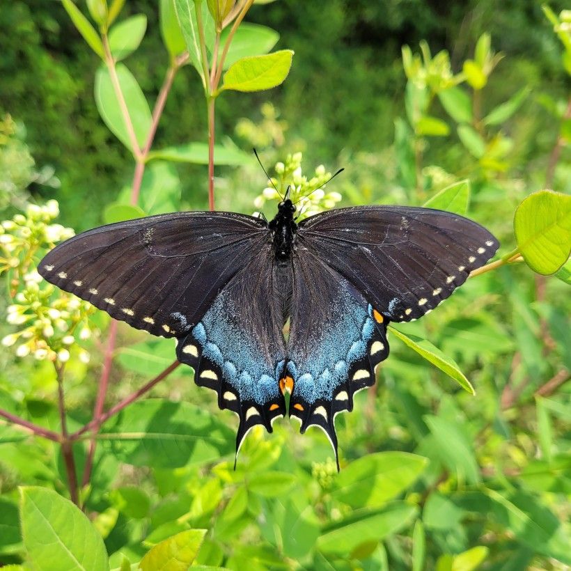 Butterfly with wings outstretched above greenery. Photo by Eric Johnston​