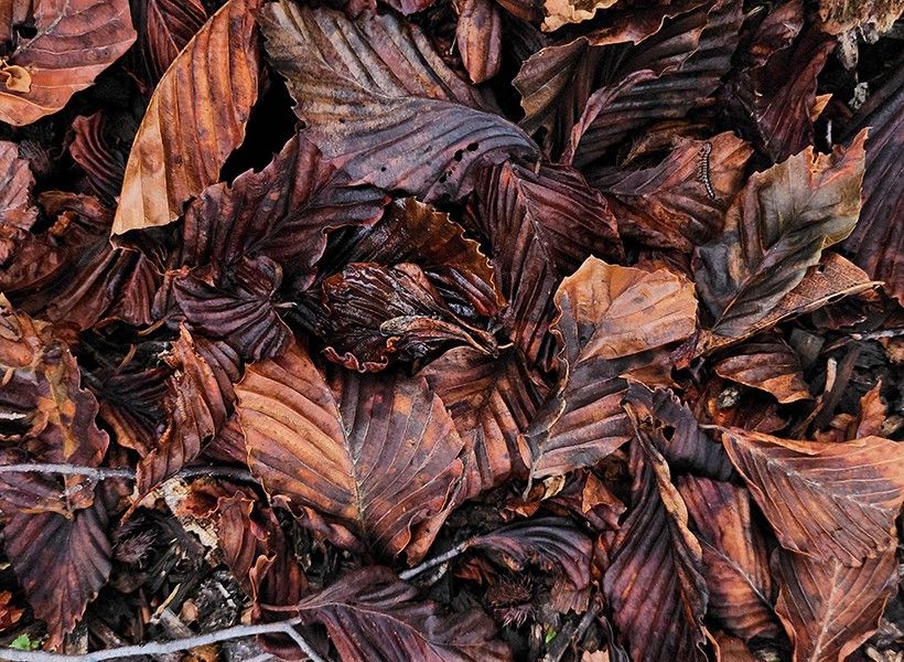 a photo of diseased beech leaves that have browned and fallen from a tree.