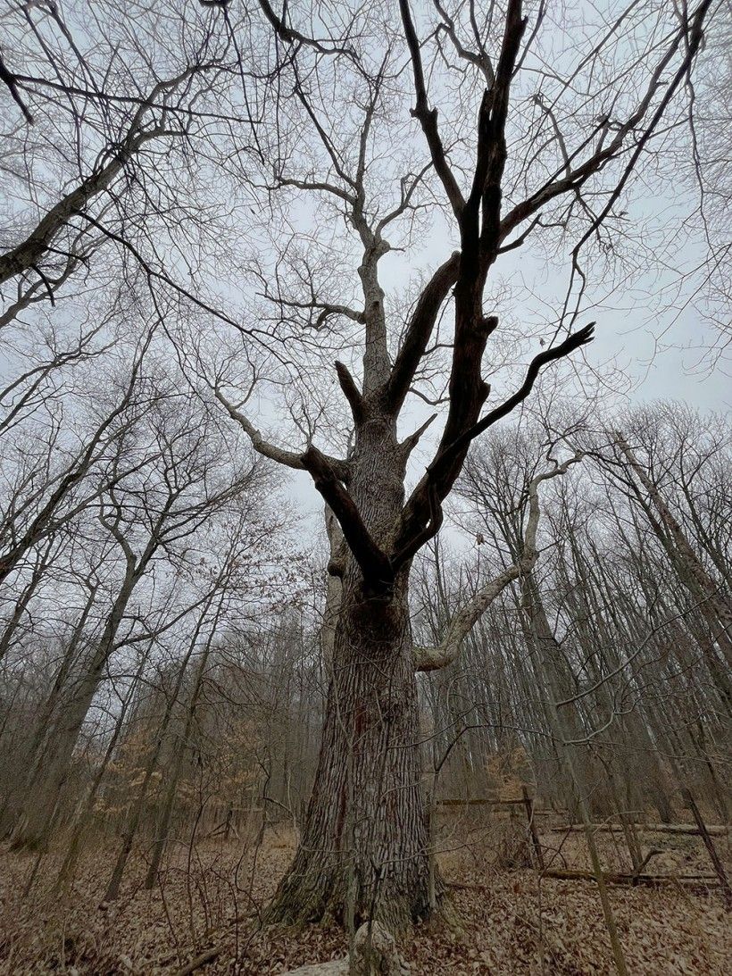 worm's eye view photo of a large swamp chestnut oak reaching towards a gray winter sky