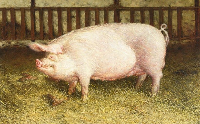 Jamie Wyeth, Portrait of Pig, 1970. Oil on canvas, 52 3/8 x 84 5/8 in. Gift of Betsy James Wyeth, 1984. © Jamie Wyeth / Artists Rights Society (ARS), New York