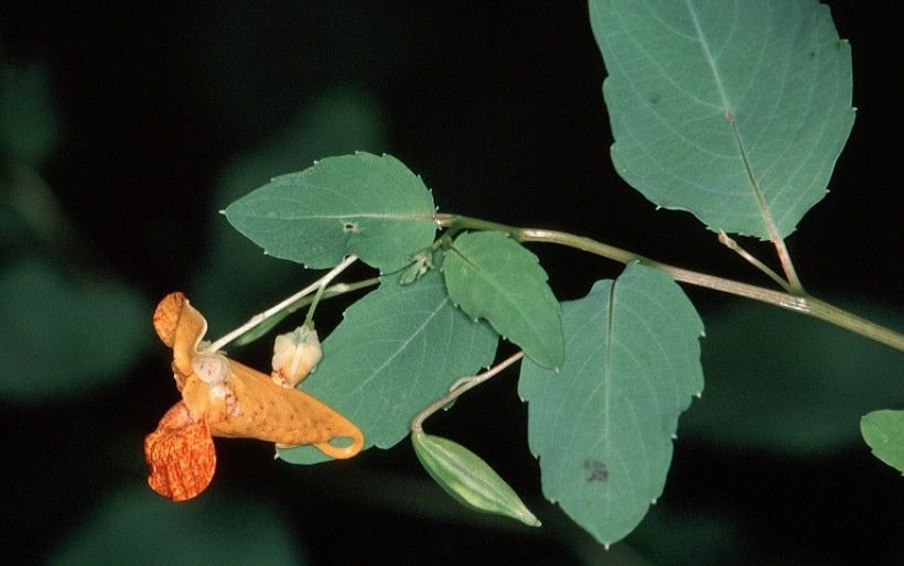 Jewelweed. Photo by Jerry A. Payne, USDA Agricultural Research Service, Bugwood.org