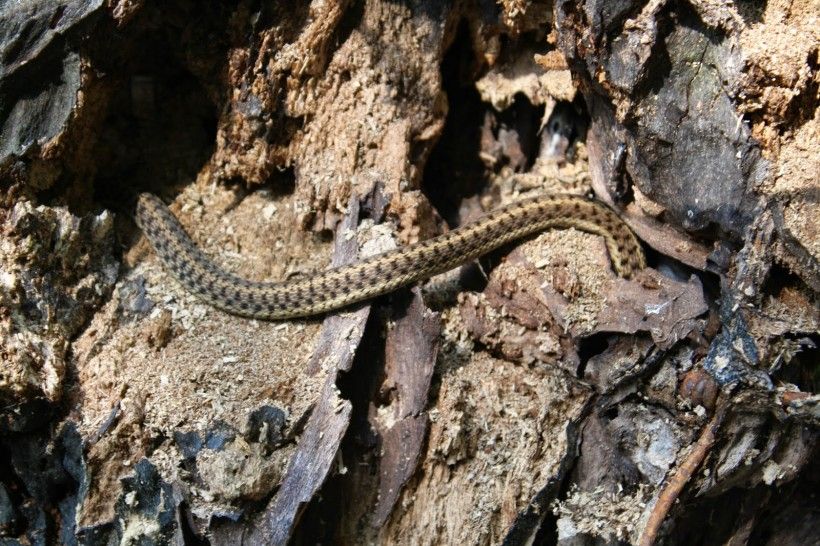 It's a garter snake, hiding out in the trunk of a dead tree....