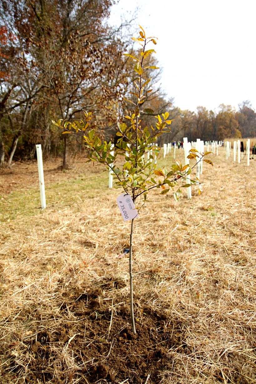 Our goal is to plant 50,000 trees in celebration of the Brandywine Conservancy's 50th anniversary (“50 by 50”) in 2017. This is the 35,000th, planted in the fall of 2015.