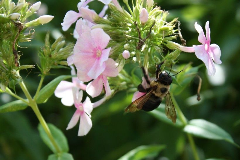 Bee on Phlox Flower
