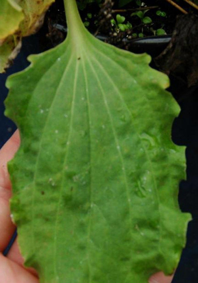 Broadleaf plantain leaf. Photo by Bruce Ackley, The Ohio State University, Bugwood.org
