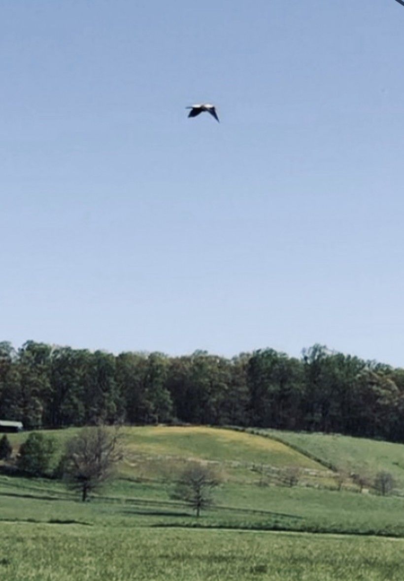 Bobolink flying over King Ranch lands in southern Chester County. Photo by Zoë Warner.