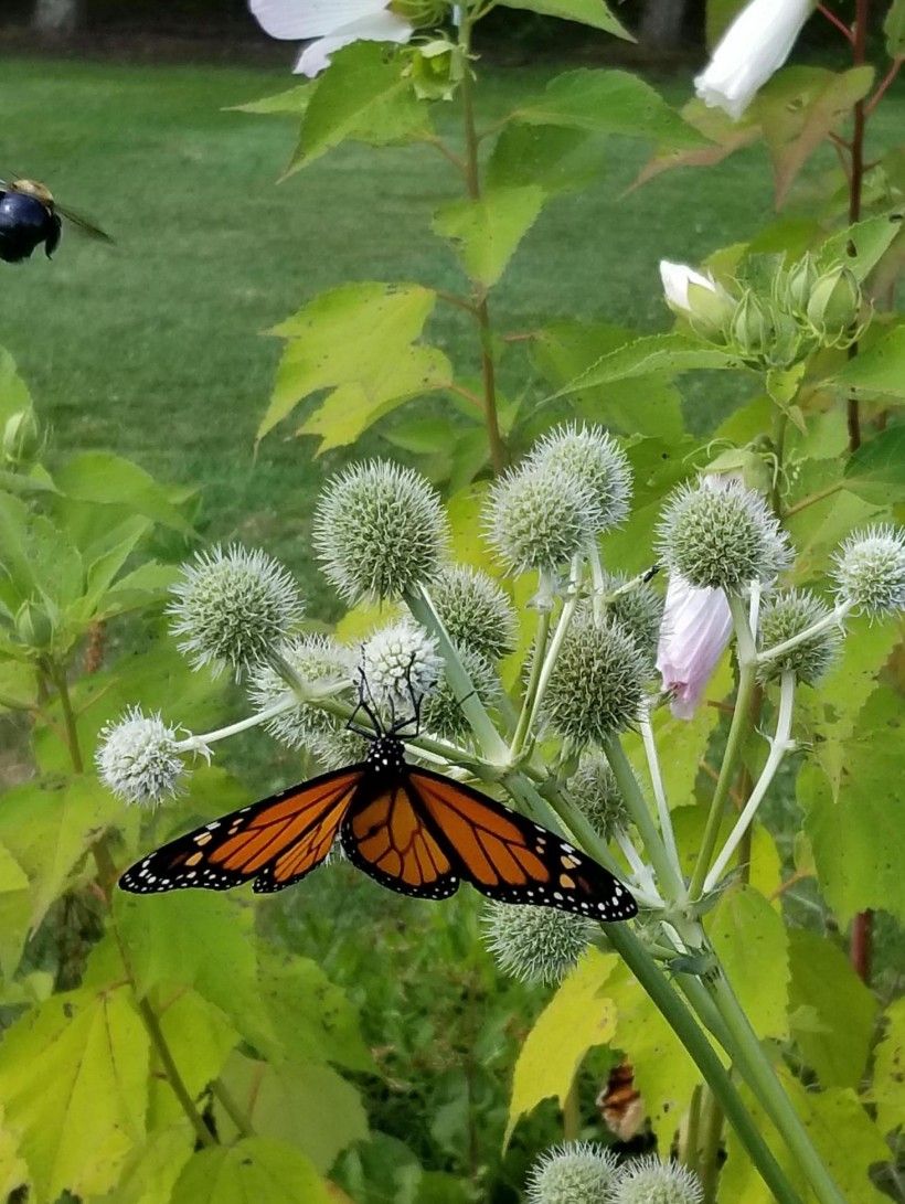 Monarch on Rattlesnake Master with a bumblebee flying nearby