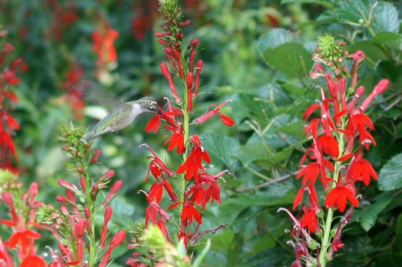 Ruby Throated Hummingbird on Cardinal Flower