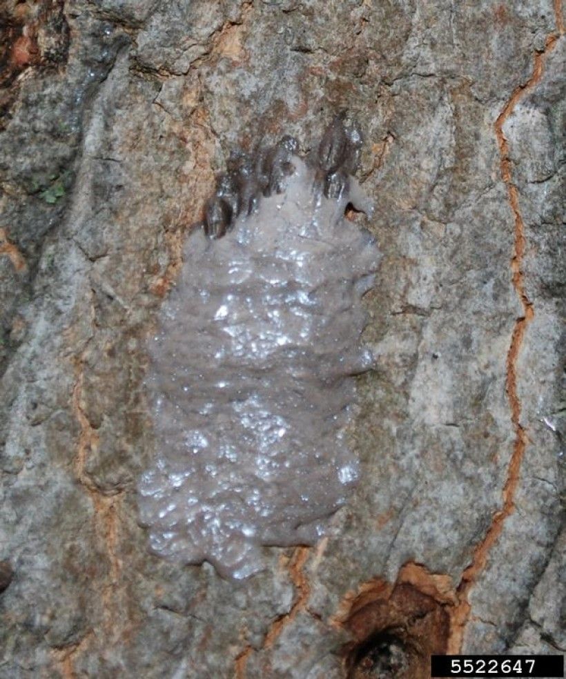 Spotted lanternfly egg mass. Photo credit: Pennsylvania Department of Agriculture, Bugwood.org
