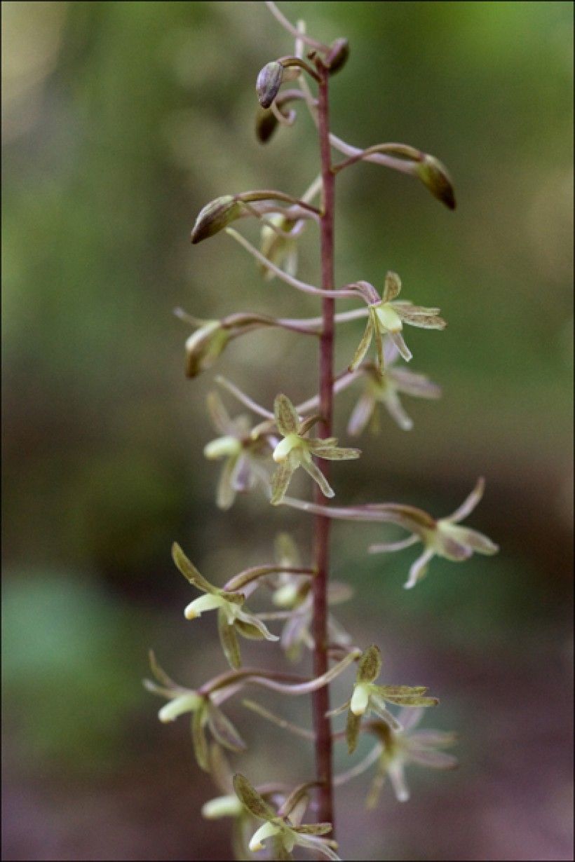 Cranefly orchid (Tipularia discolor) by Eric Hunt, via Wikimedia Commons.