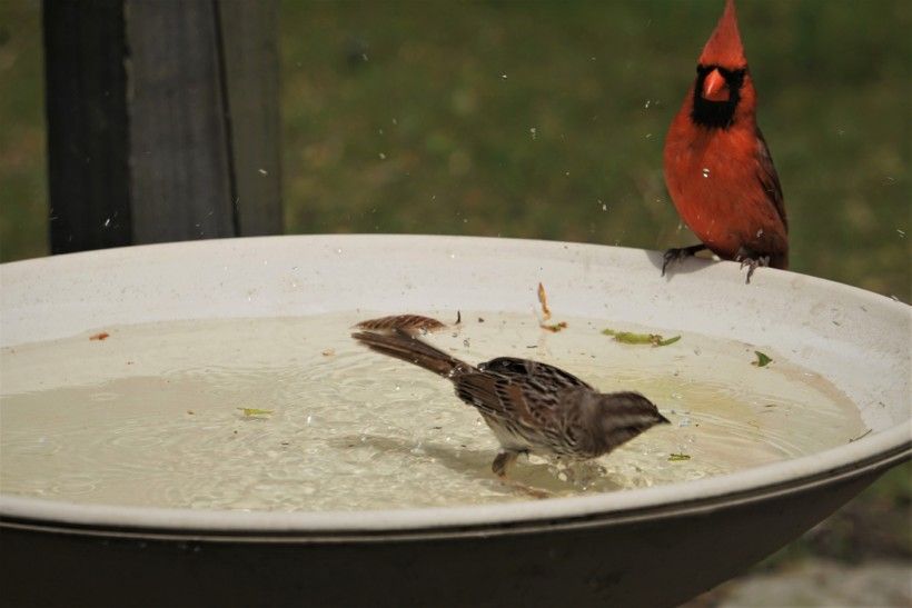 A cardinal seems incredulous that a sparrow is in his bath.