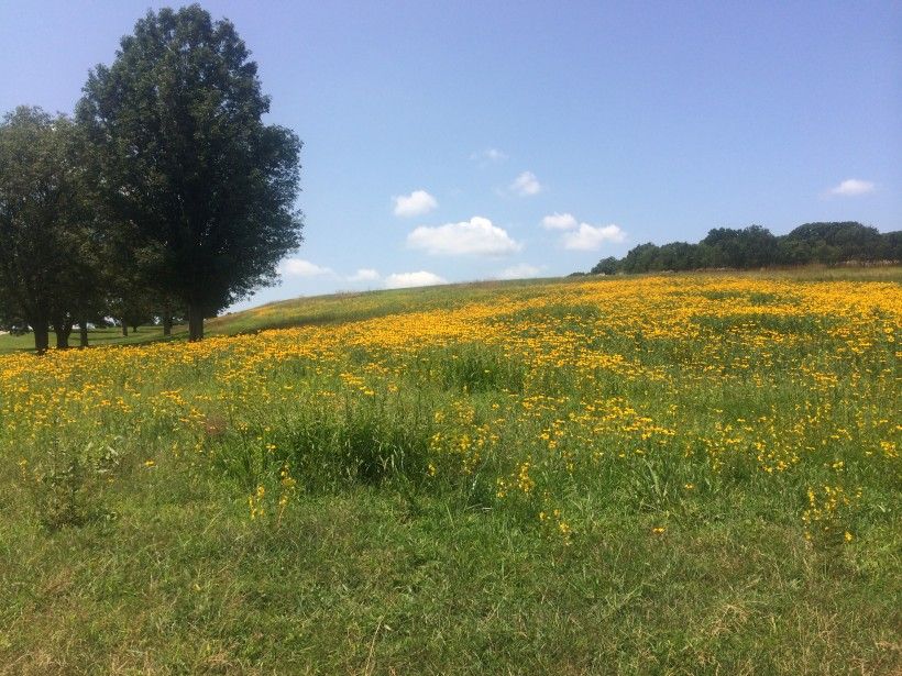 Meadow With Yellow Wildflowers