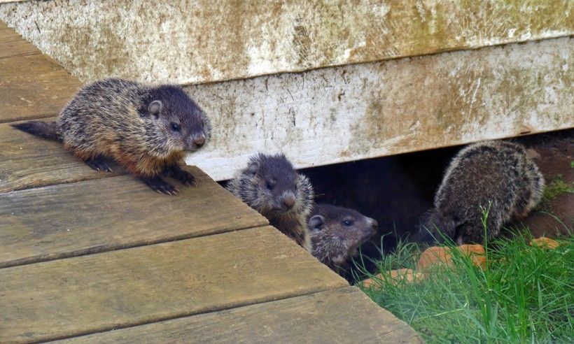 Baby groundhogs coming out of burrow underneath a house. Photo (c) Annkatrin Rose via iNaturalist. Some rights reserved (CC BY-NC-SA).