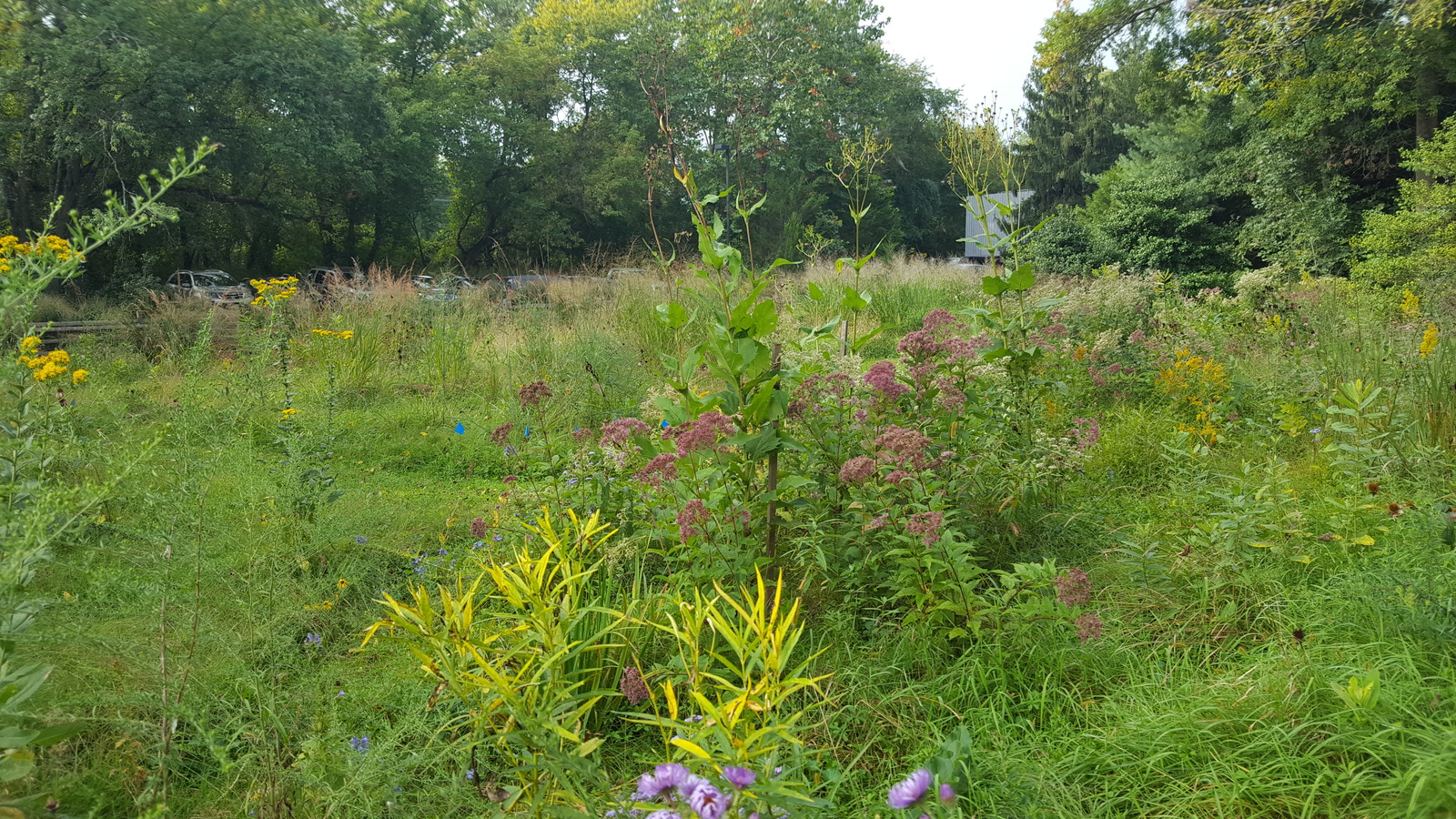Monarch Migration Station with native plants in late summer