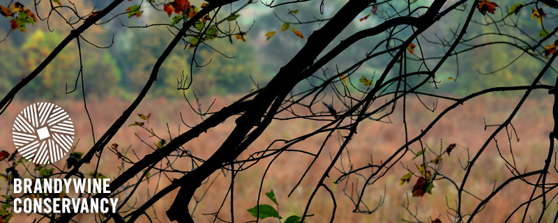 Fall landscape in the background of tree branches