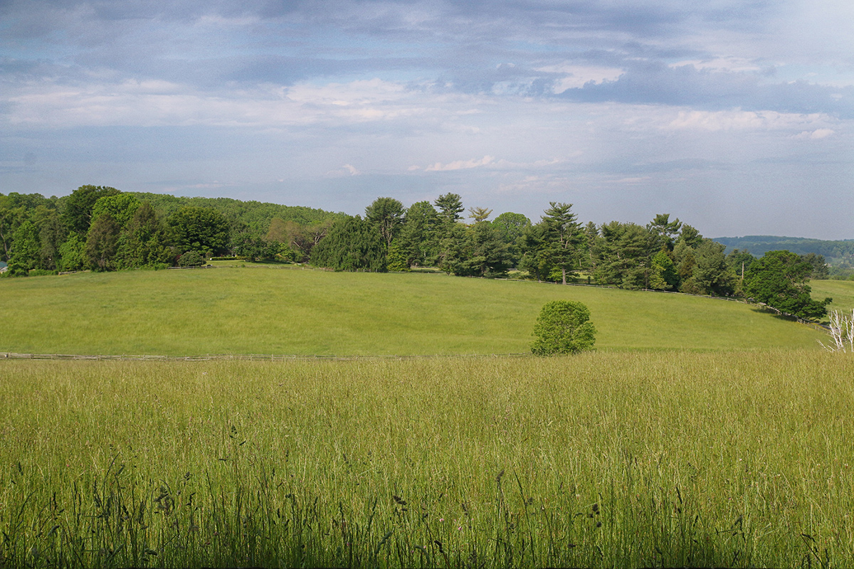 landscape with tree