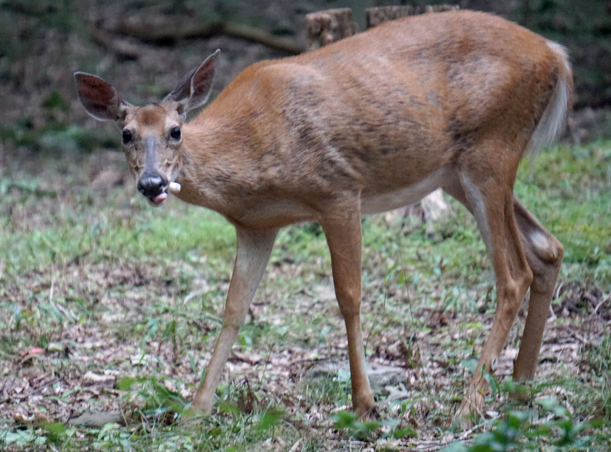 Photo of a doe eating