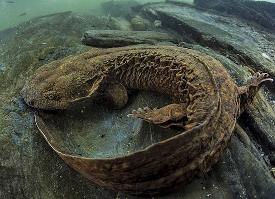 Eastern Hellbender