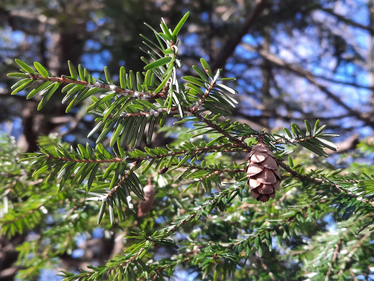 Close up of tree branches with pinecones