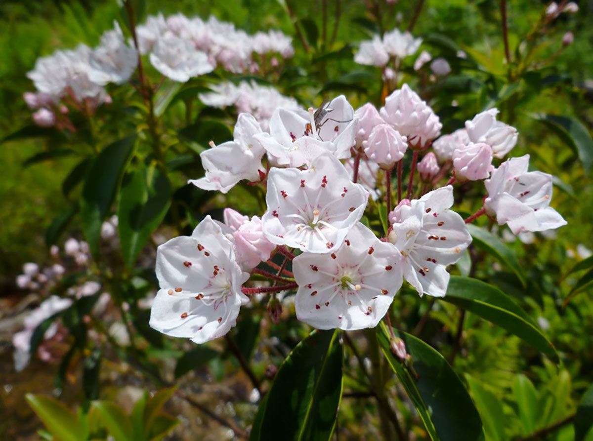 A group of white Mountain Laurel flowers