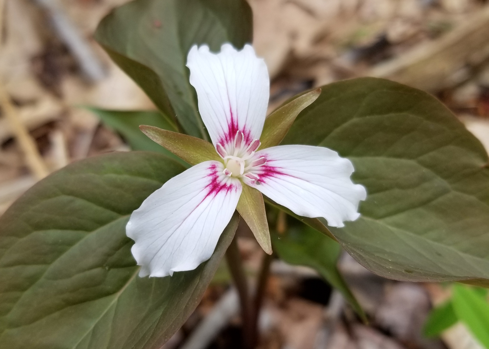 Trillium flower with dead leaves in background
