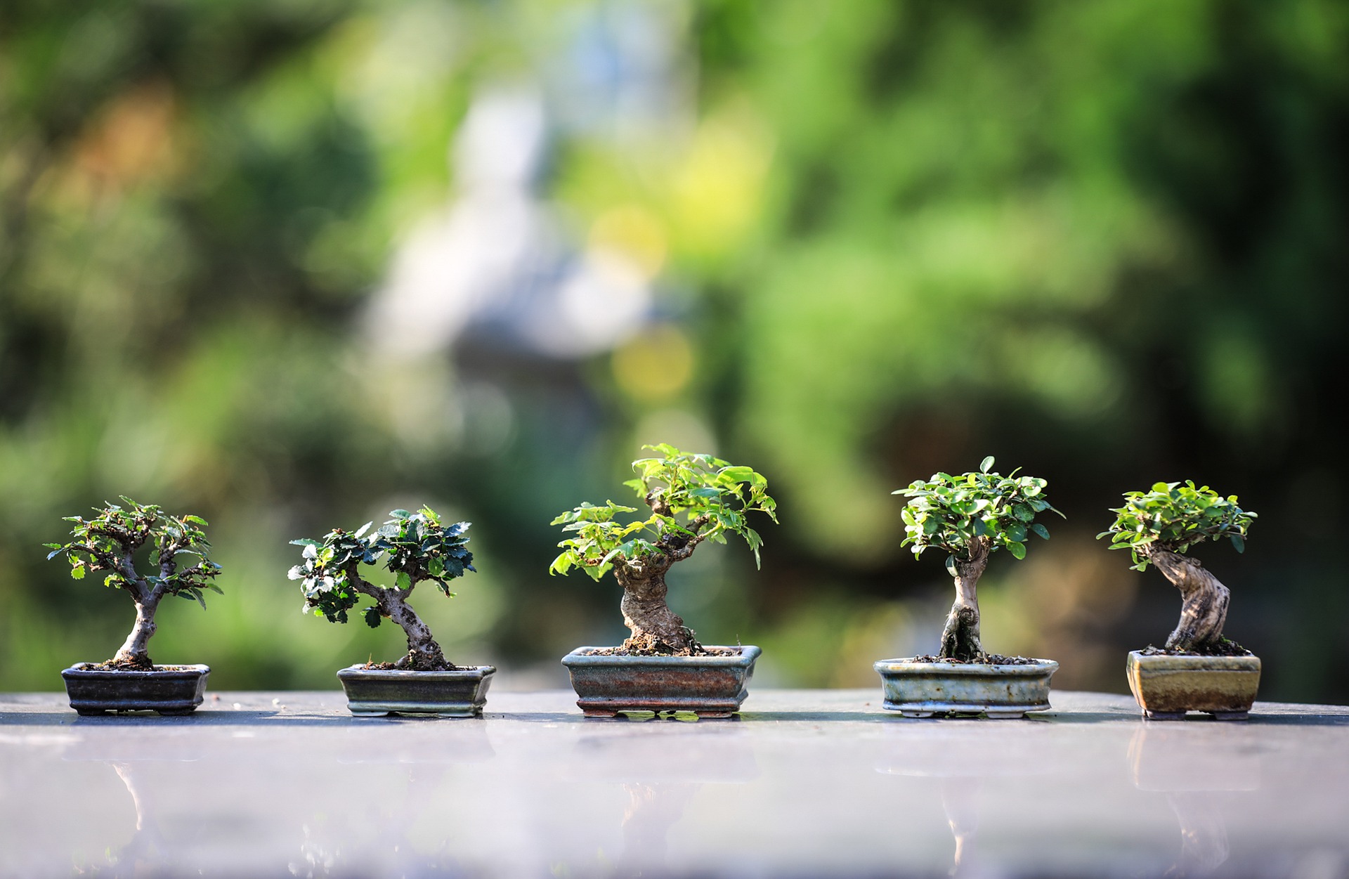 View of bonsai trees