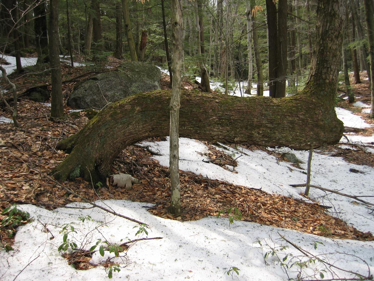 tree with a bent trunk in a snowy forest