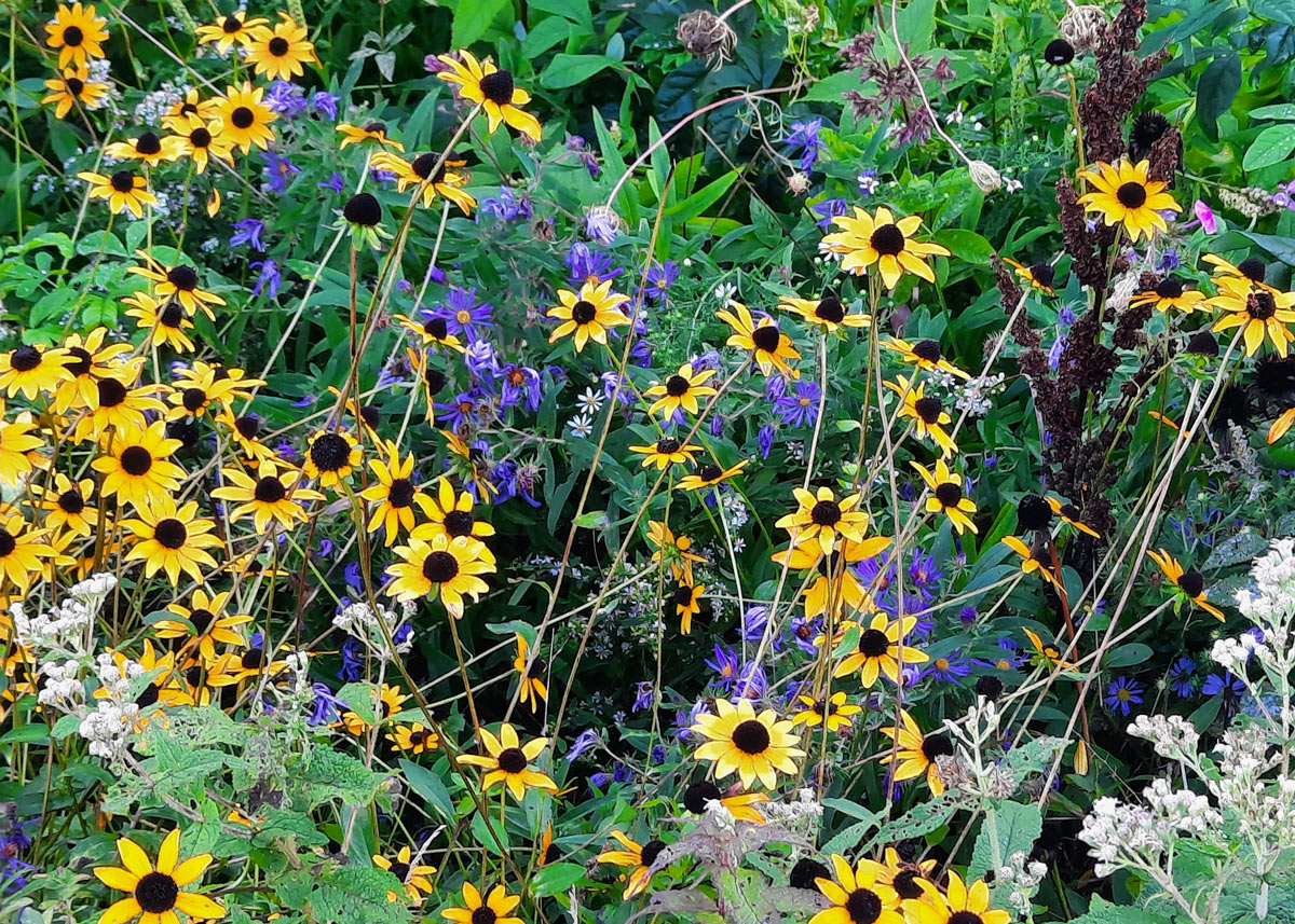 wildflowers in a field