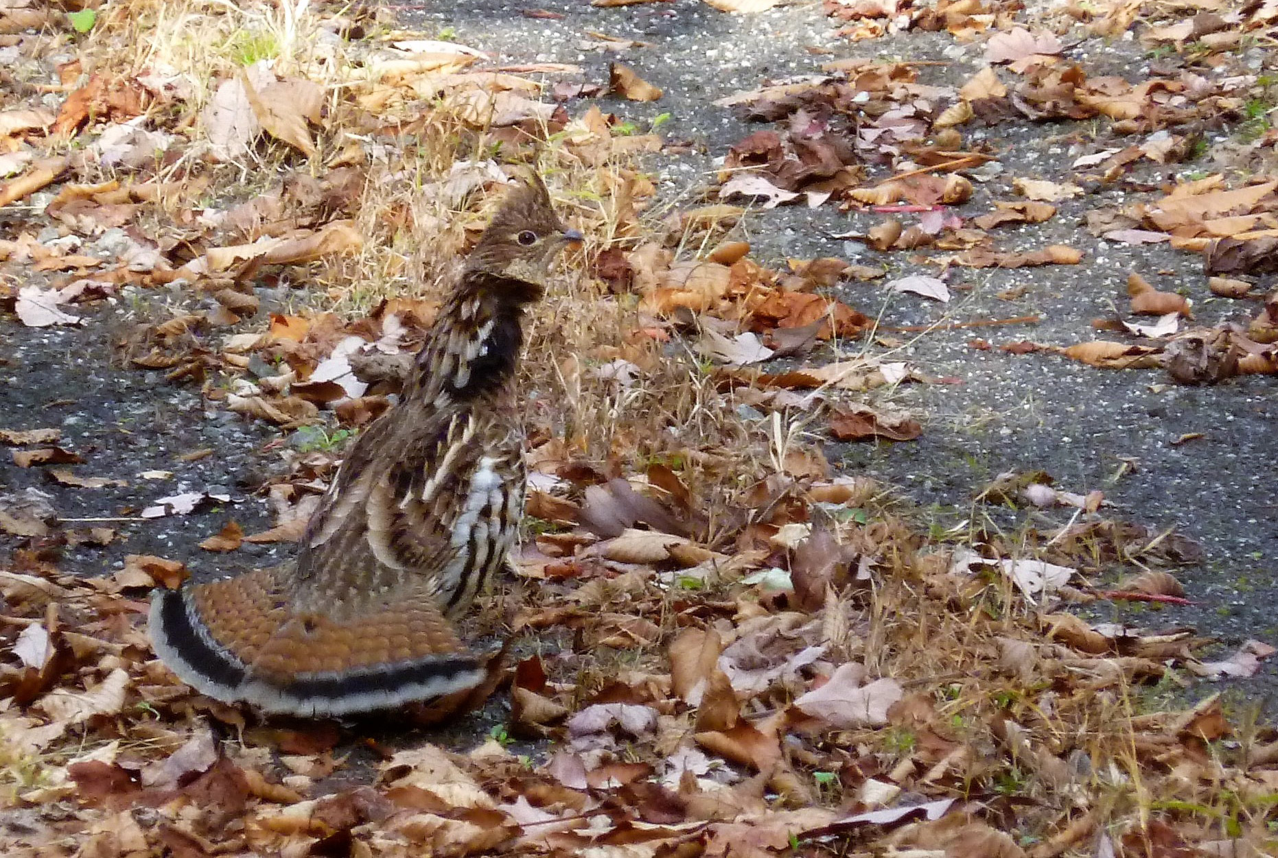 Ruffed Grouse bird blending into fall leaves.