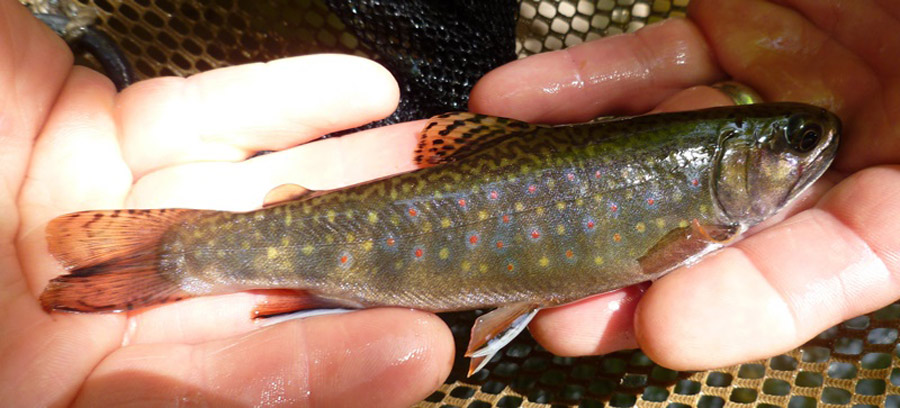 Small green fish held in two hands.