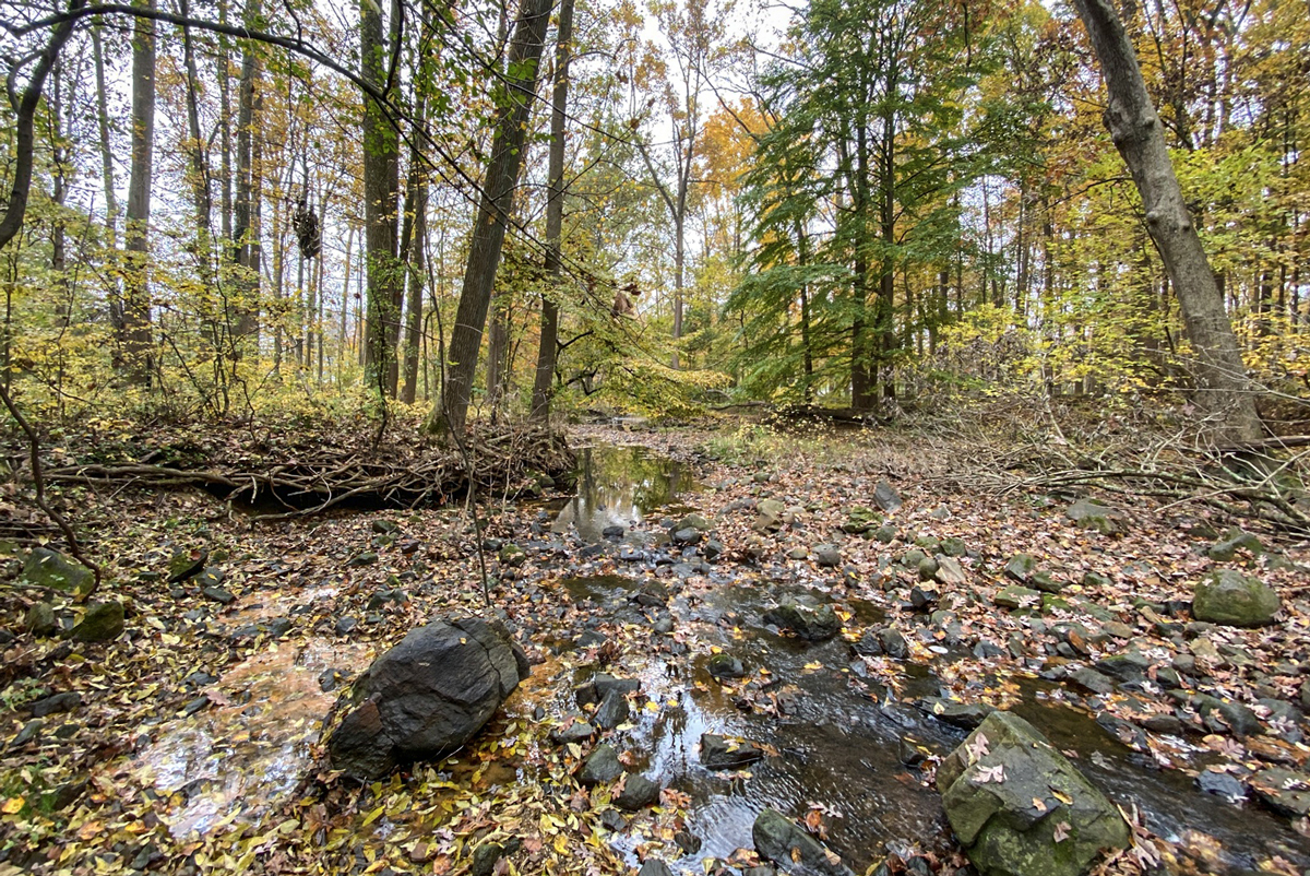 View of woods in the fall with rocks and water in the foreground.