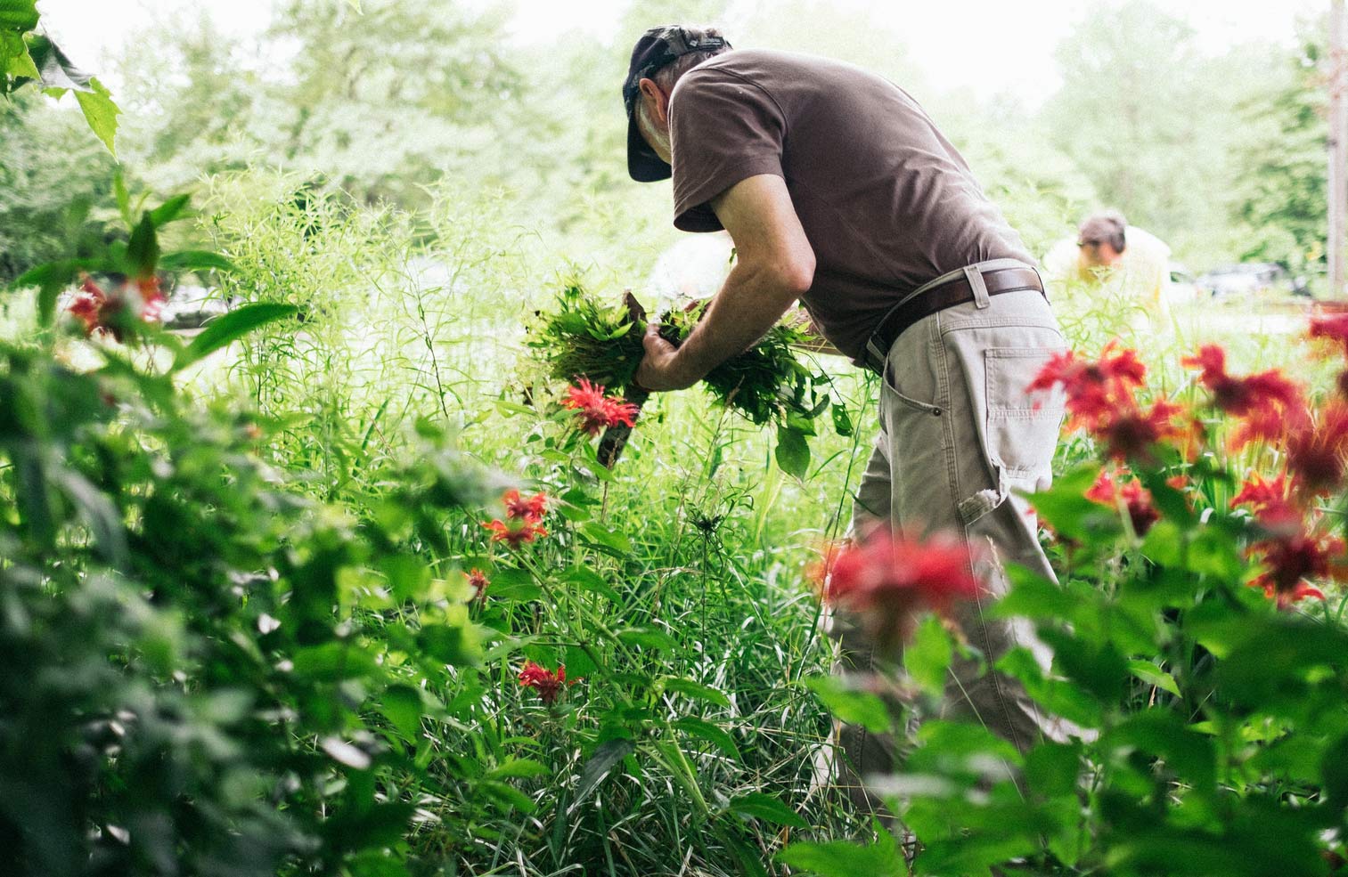 A man pulling weeds in a field of red flowers.