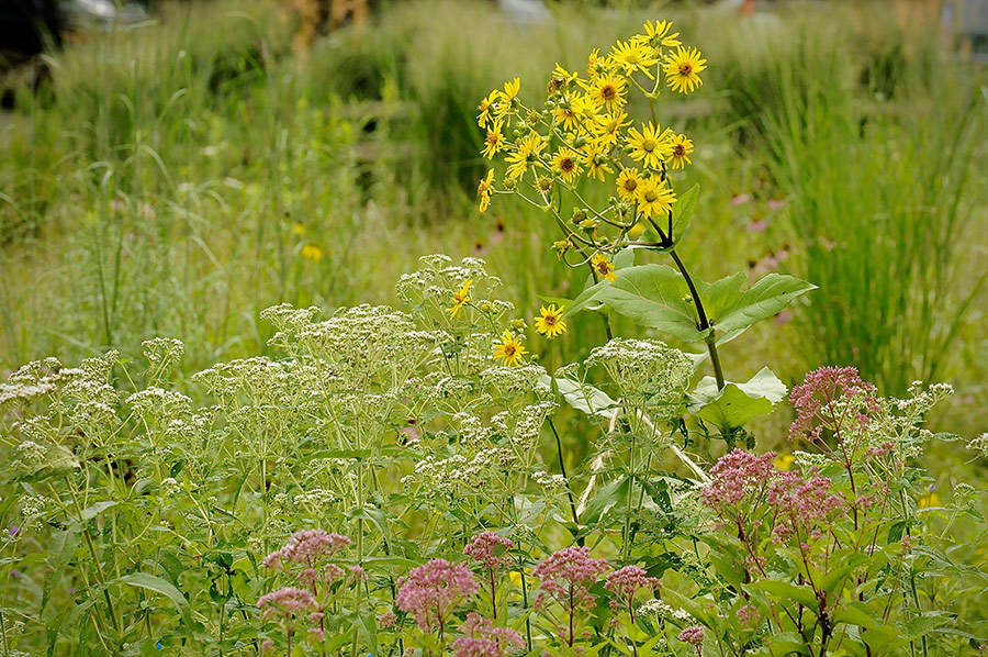 Colorful native plants in a landscape