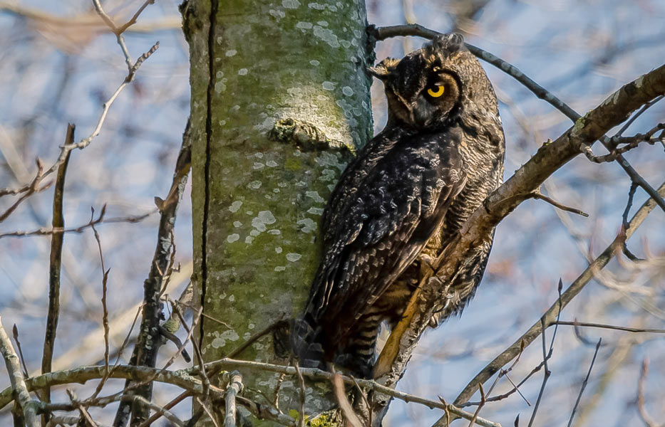 Owl in a tree