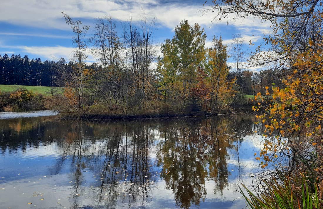 Trees in the background with reflections in a lake in the foreground.