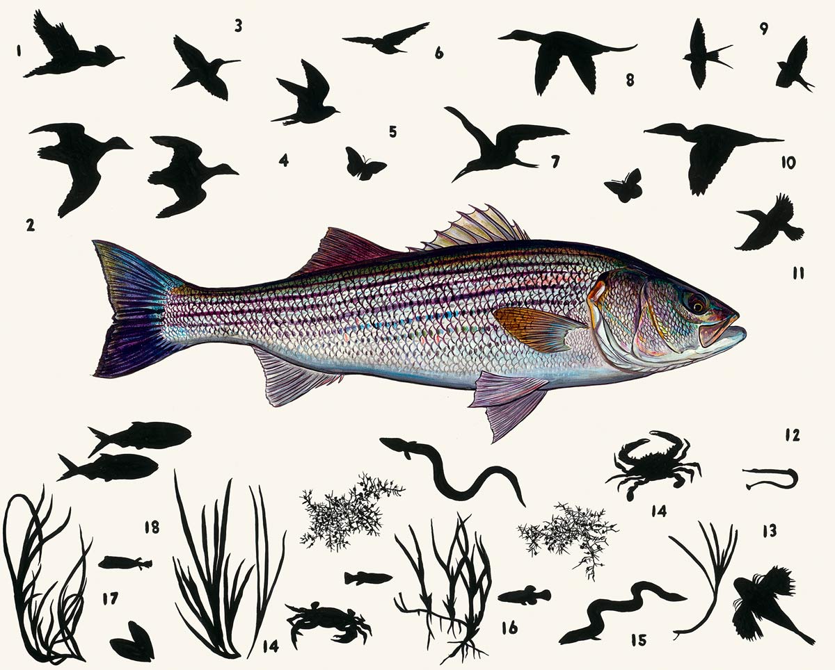 Painting of a fish surrounded by silhouetted animals.