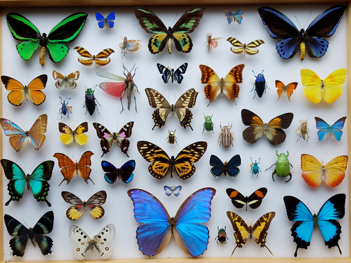 A box full of butterflies