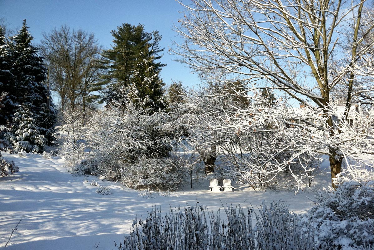 Trees in a snowy landscape