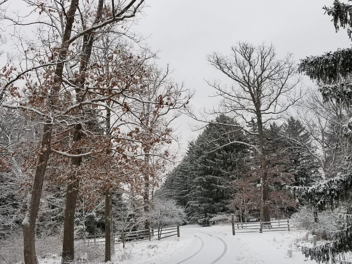 snowy landscape