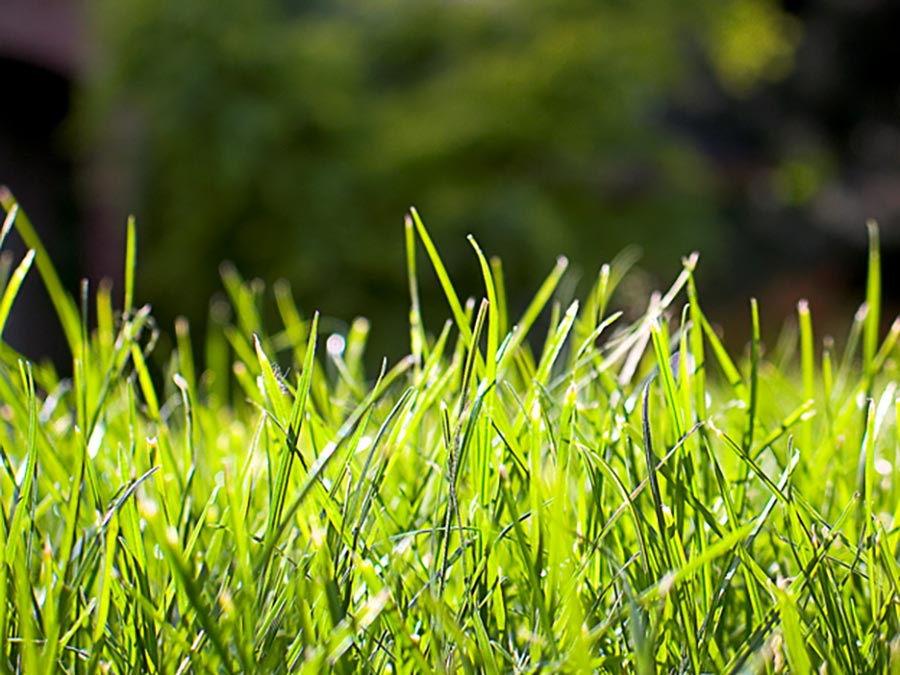 Close up of grass.