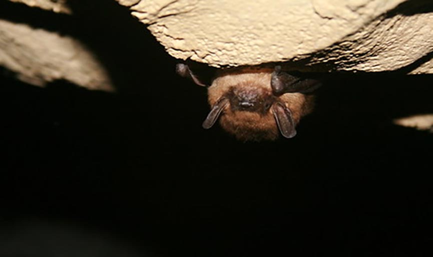 A sleeping bat in a dark cave.